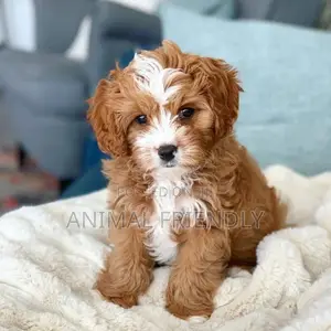 1-3 months Female Purebred Poodle