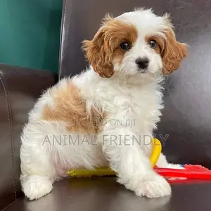 1-3 months Male Purebred Poodle