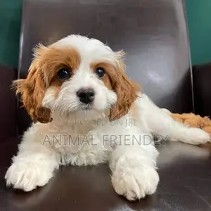 1-3 months Female Purebred Poodle