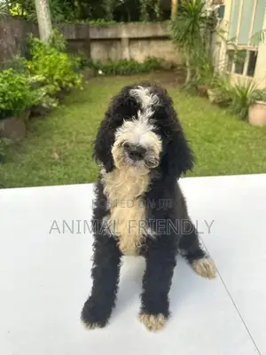 1-3 months Female Purebred Poodle