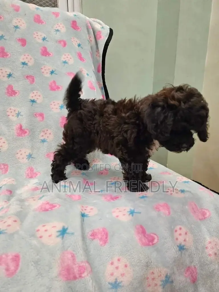 1-3 months Female Purebred Poodle