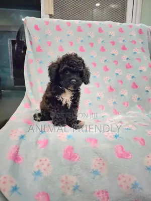 1-3 months Female Purebred Poodle