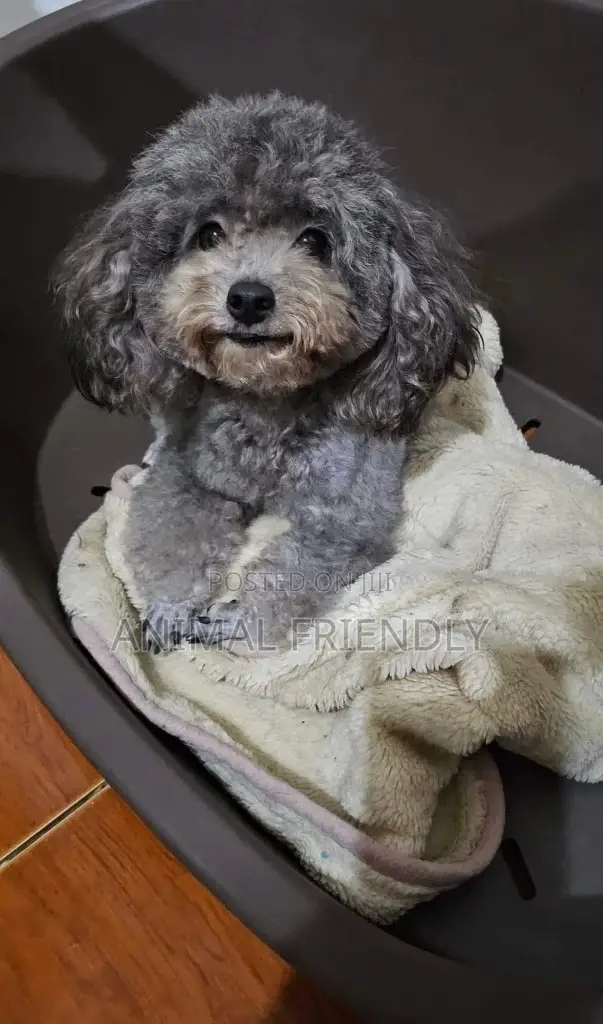 1-3 months Female Purebred Poodle