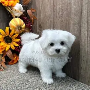 1-3 months Female Purebred Poodle