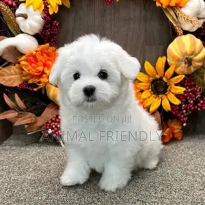 1-3 months Female Purebred Poodle
