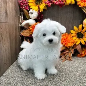 1-3 months Male Purebred Poodle