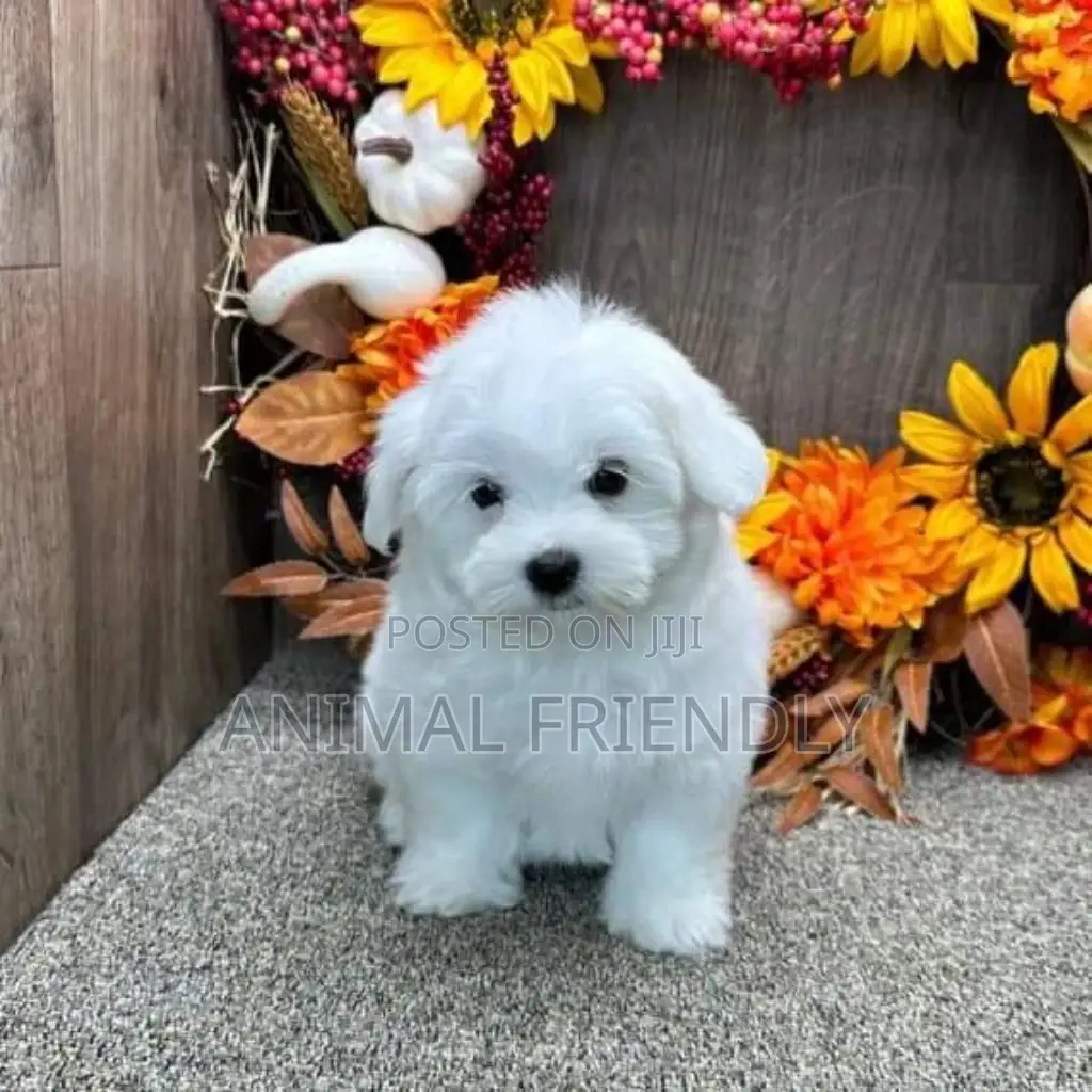 1-3 months Male Purebred Poodle