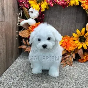 1-3 months Male Purebred Poodle