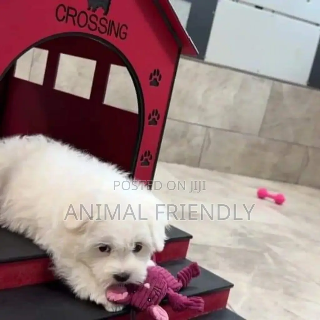1-3 months Male Purebred Poodle