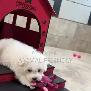 1-3 months Male Purebred Poodle