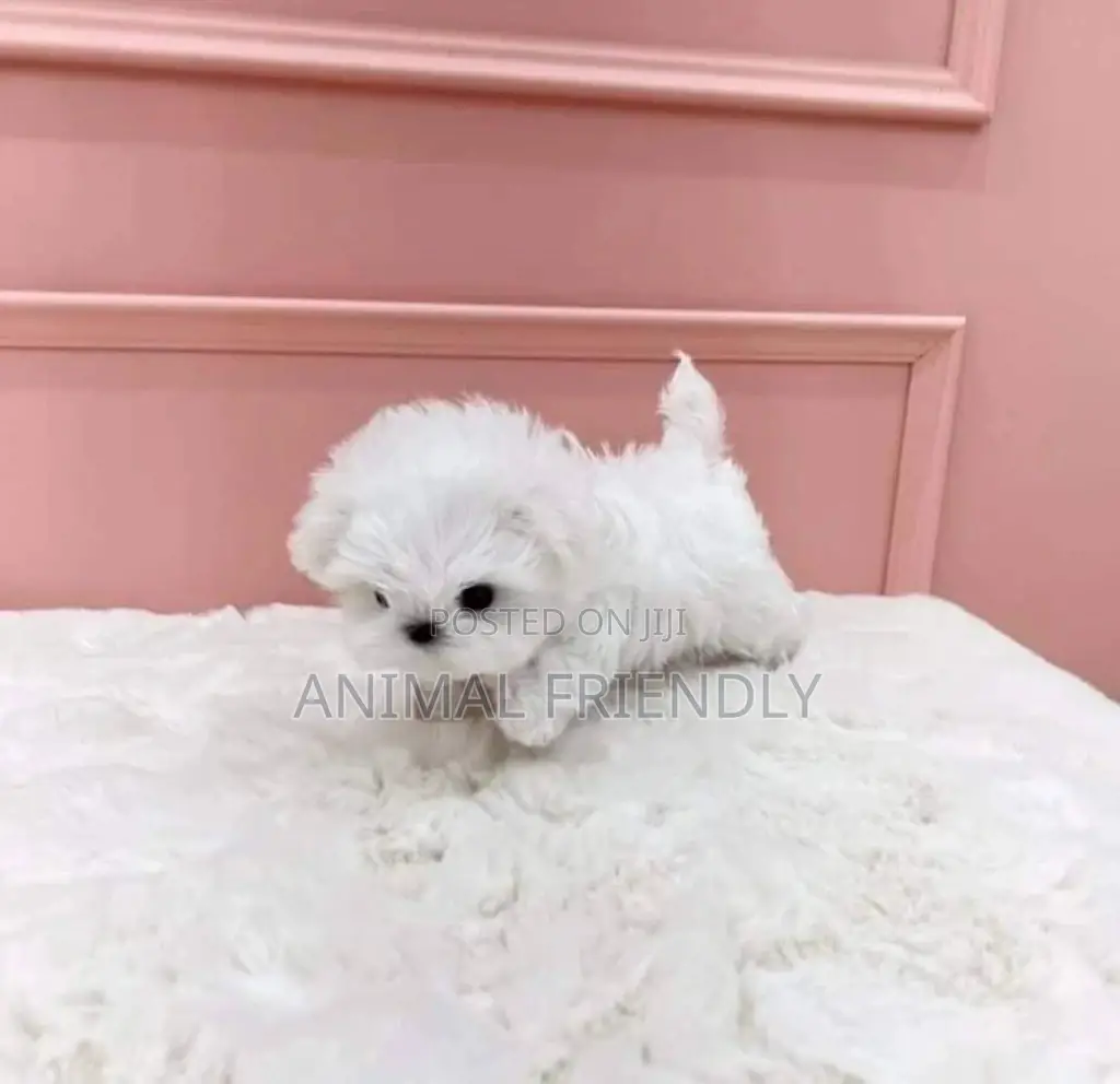 1-3 months Male Purebred Poodle