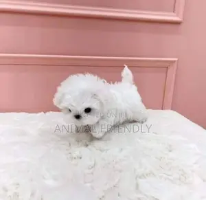 1-3 months Male Purebred Poodle