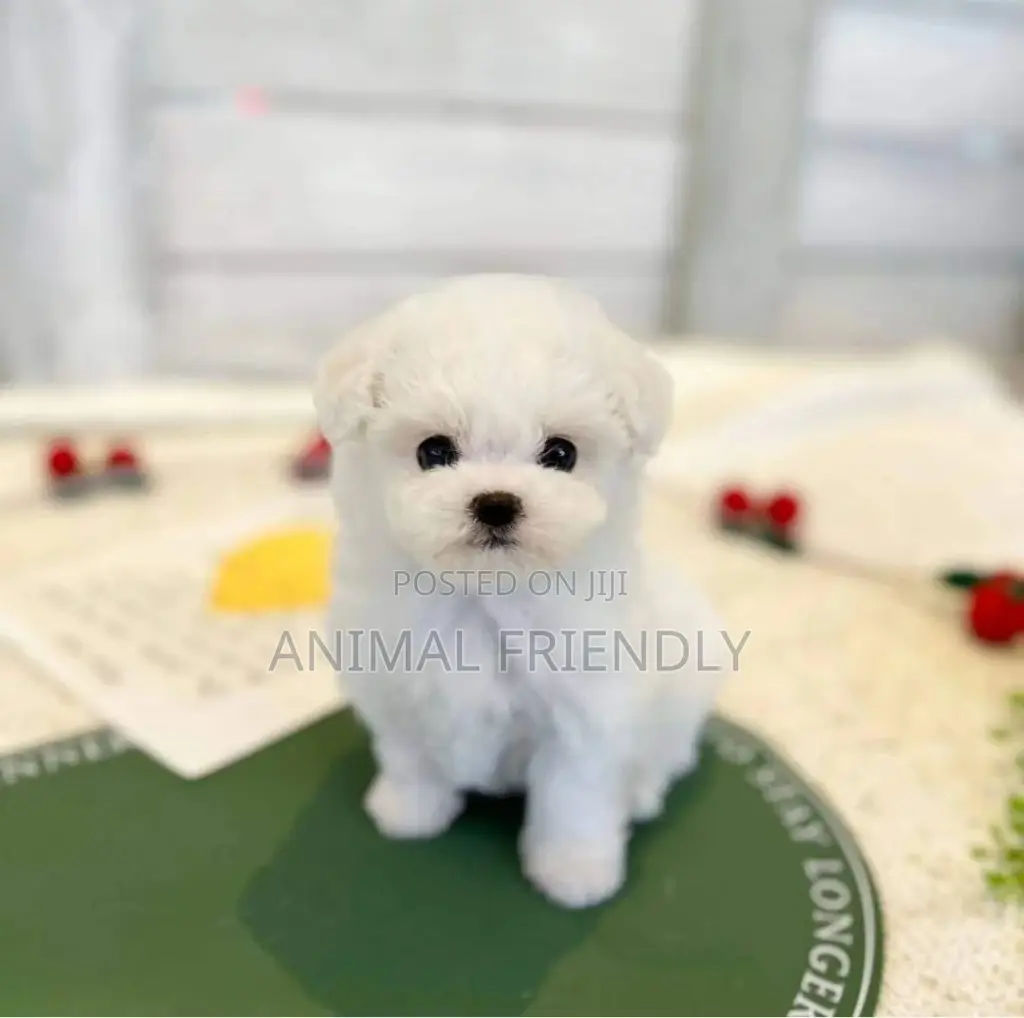 1-3 months Female Purebred Poodle