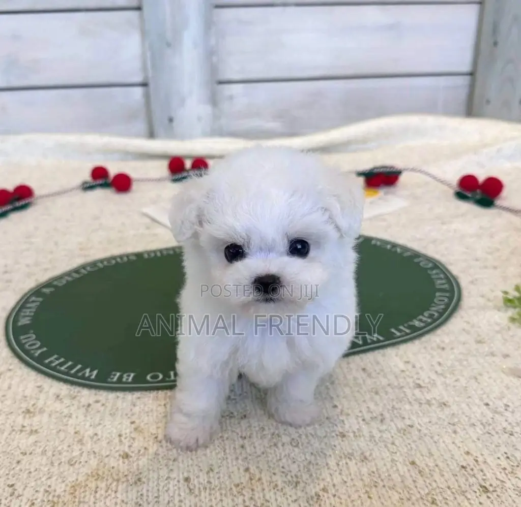 1-3 months Male Purebred Poodle
