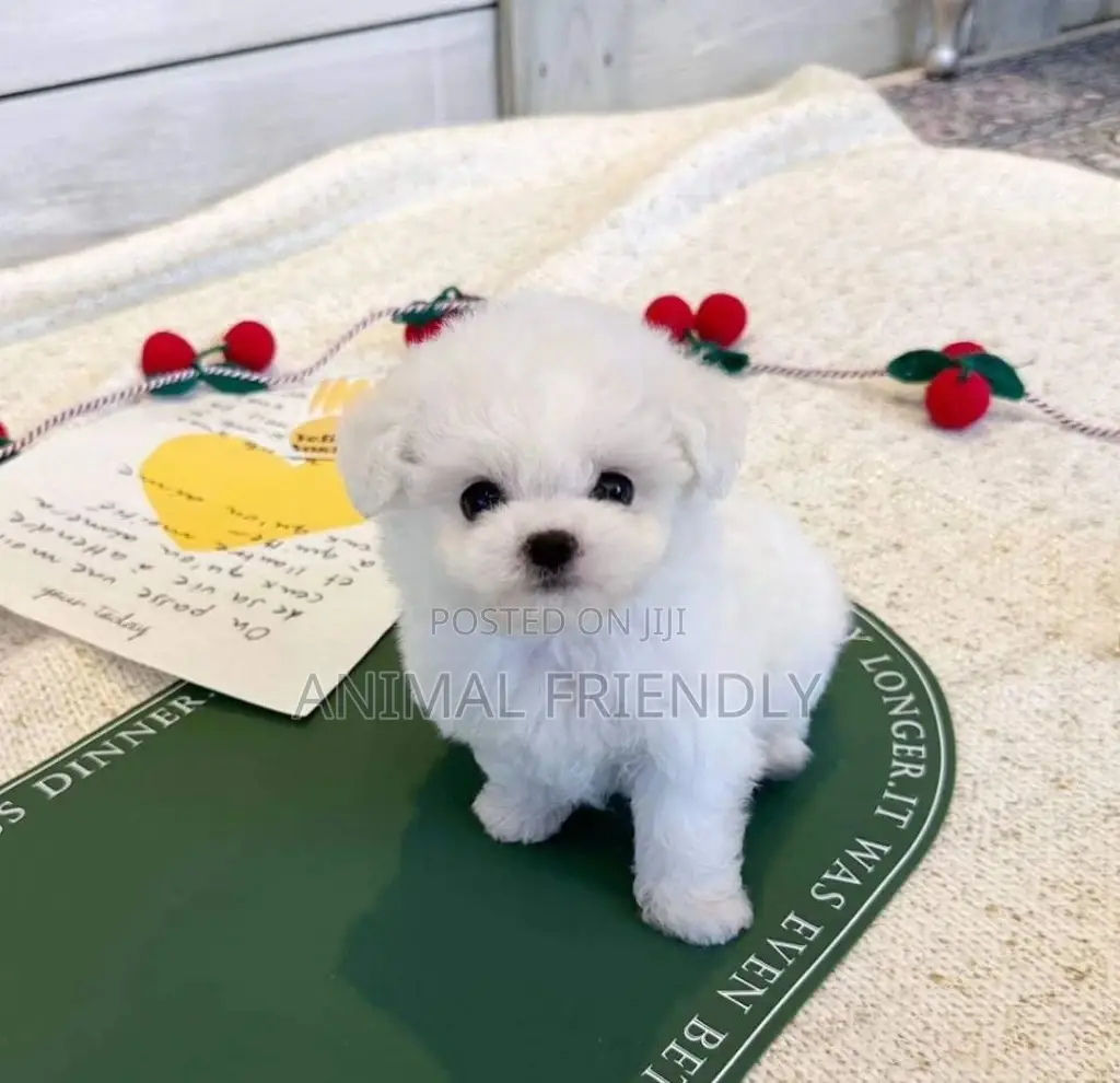 1-3 months Female Purebred Poodle