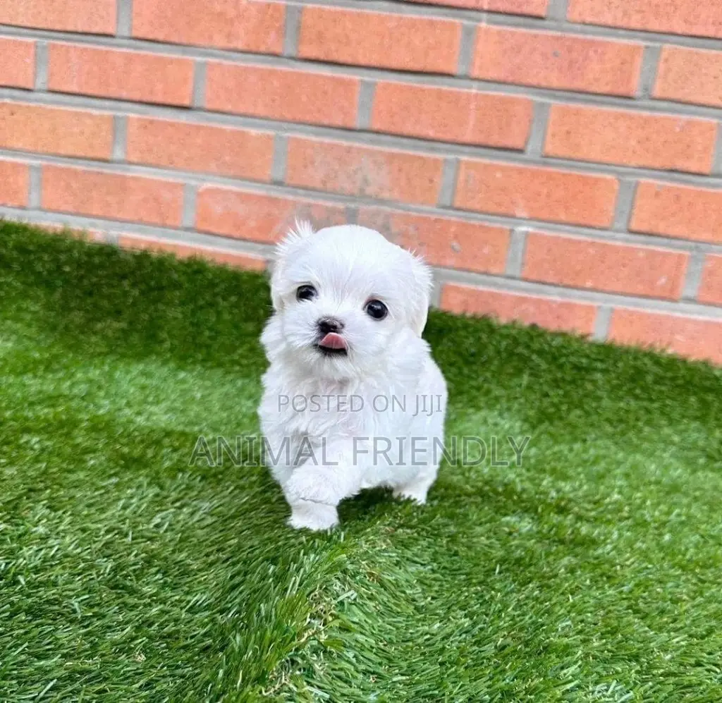 1-3 months Female Purebred Poodle