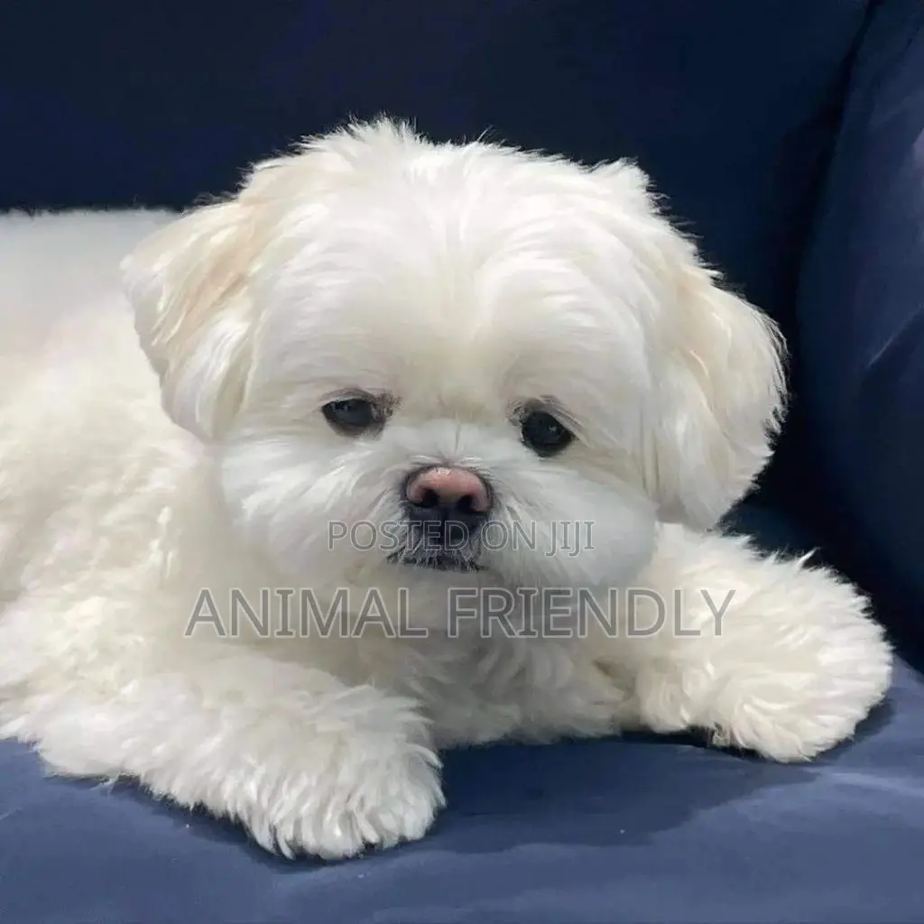 1-3 months Female Purebred Poodle