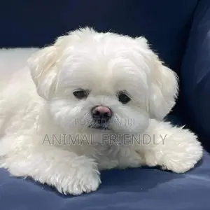 1-3 months Female Purebred Poodle