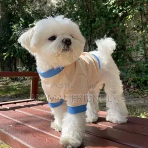 1-3 months Male Mixed Breed Poodle