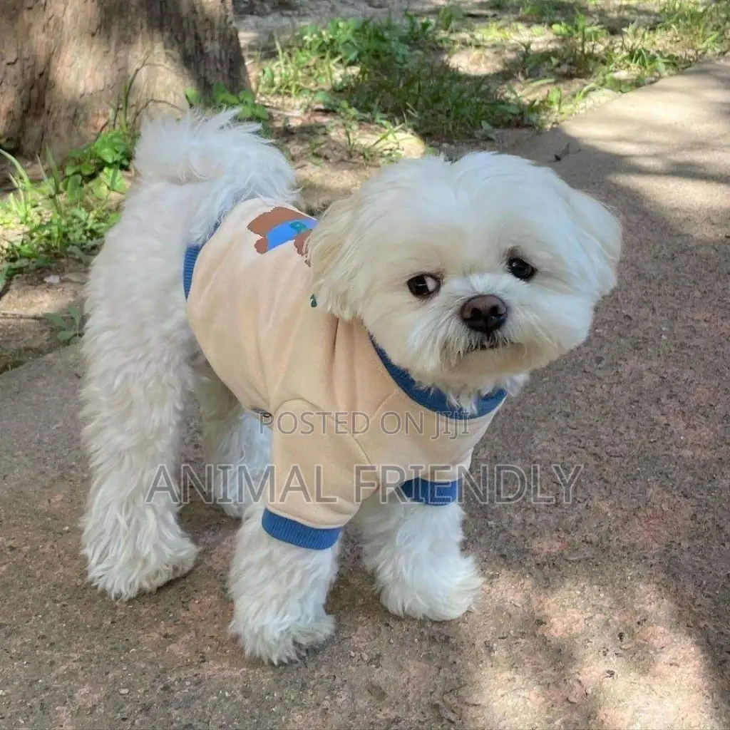 1-3 months Female Purebred Poodle