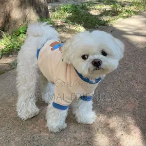 1-3 months Female Purebred Poodle