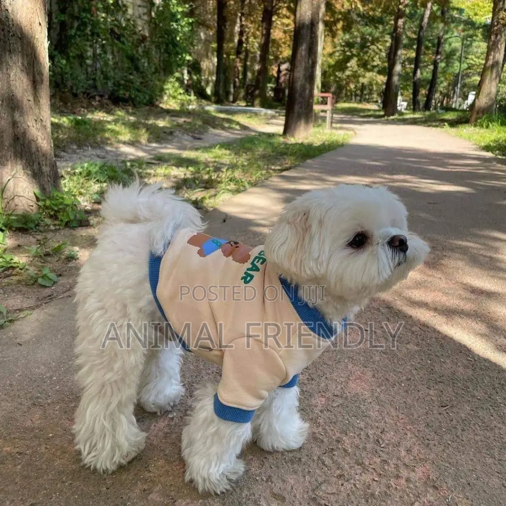 1-3 months Male Purebred Poodle