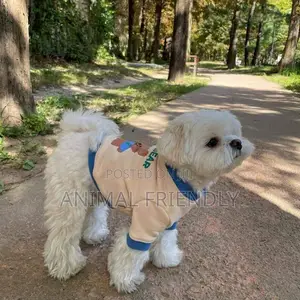 1-3 months Male Purebred Poodle