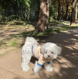 1-3 months Male Purebred Poodle