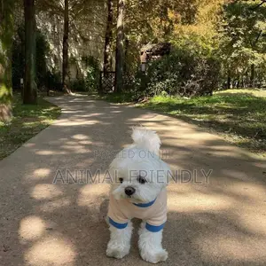 1-3 months Male Purebred Poodle