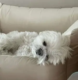 1-3 months Male Purebred Poodle