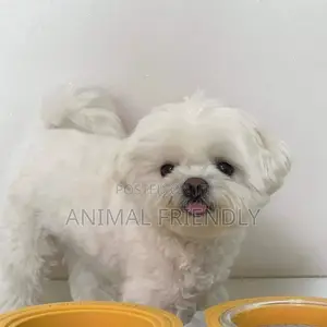 1-3 months Male Purebred Poodle