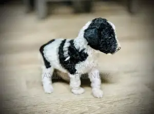 1-3 months Male Purebred Poodle