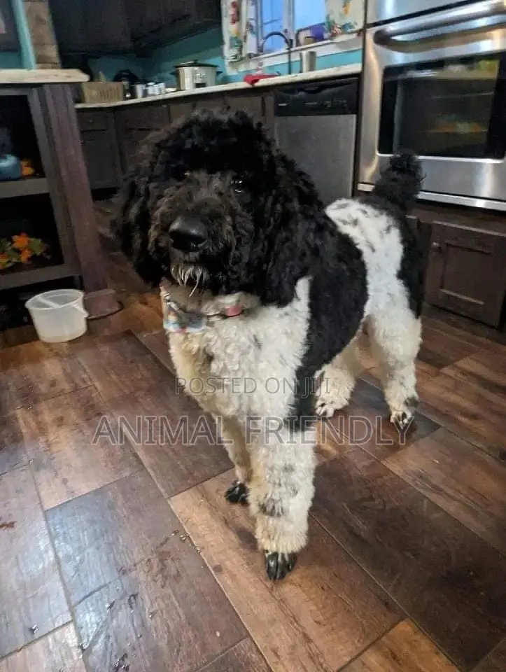 1-3 months Female Purebred Poodle