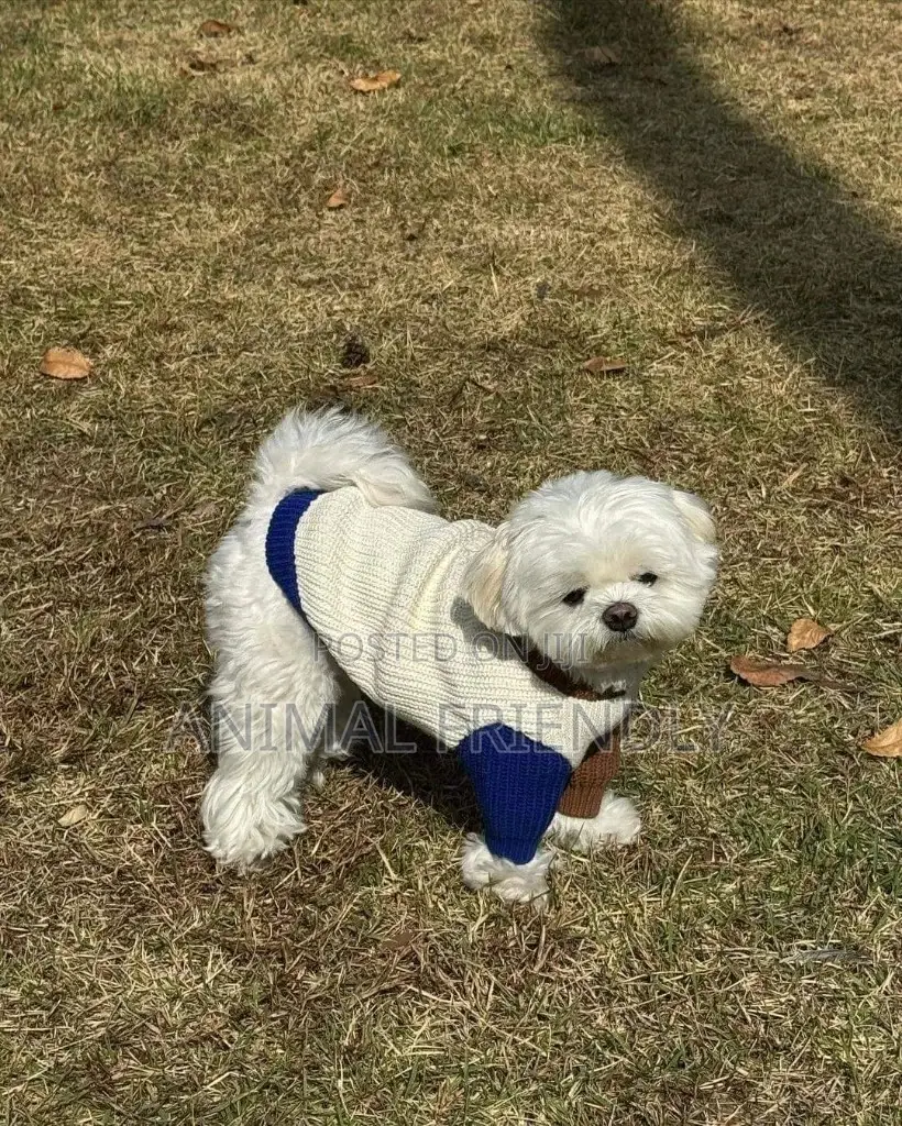 1-3 months Female Purebred Poodle