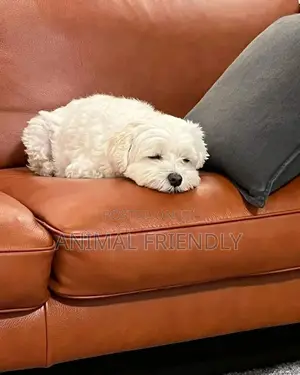 1-3 months Female Purebred Poodle