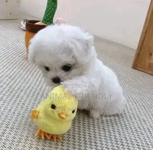 1-3 months Male Purebred Poodle