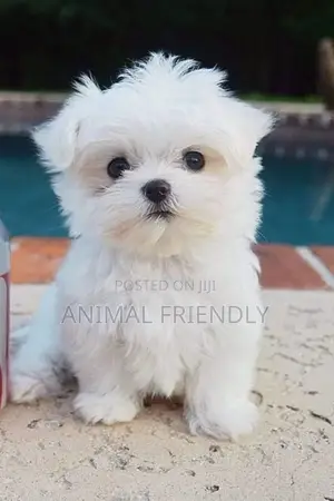 1-3 months Male Purebred Poodle
