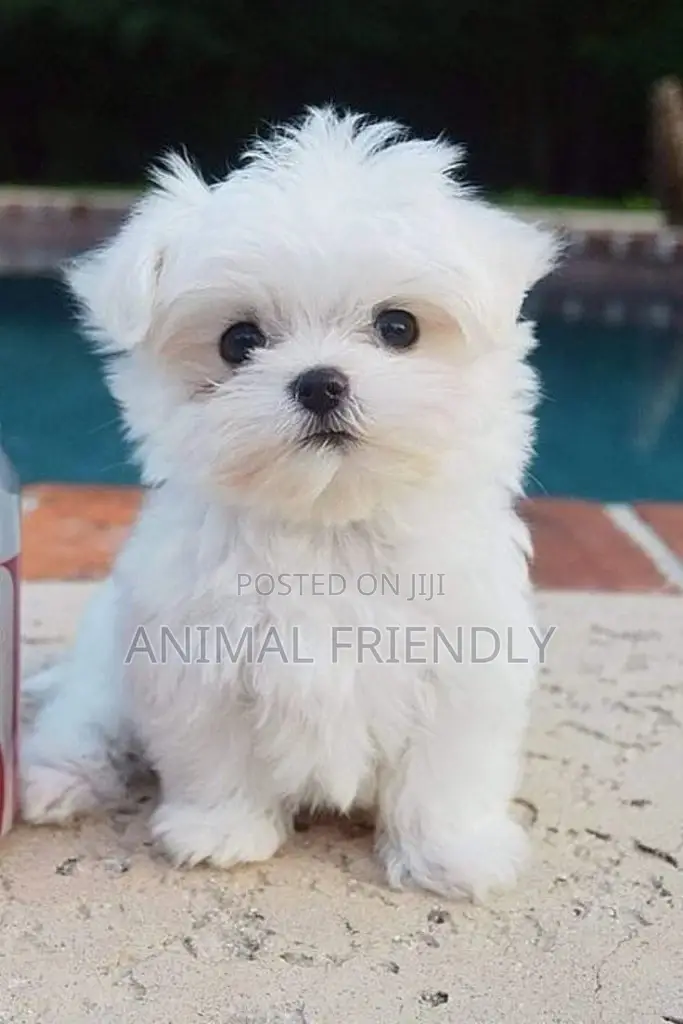 1-3 months Male Purebred Poodle