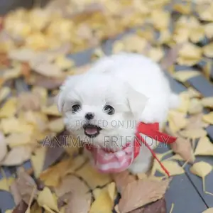 1-3 months Male Purebred Poodle