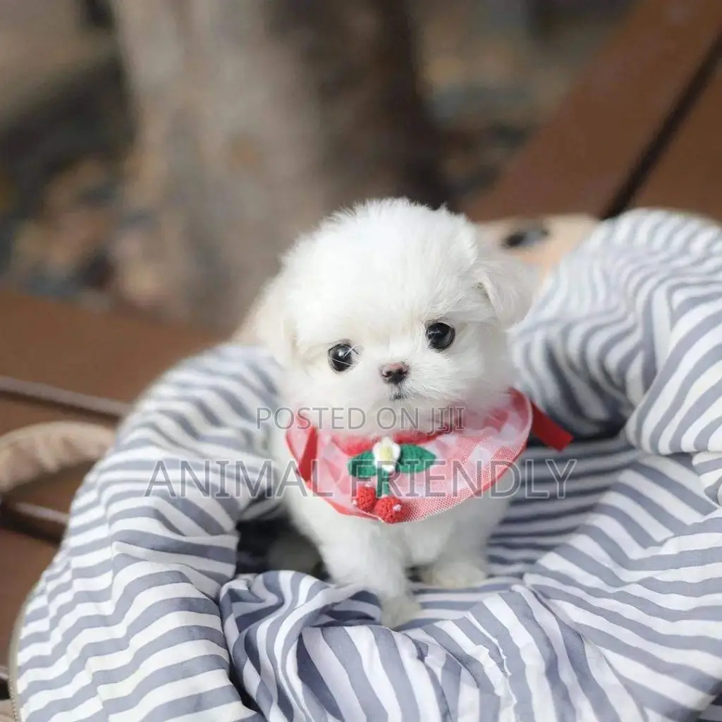 1-3 months Female Purebred Poodle