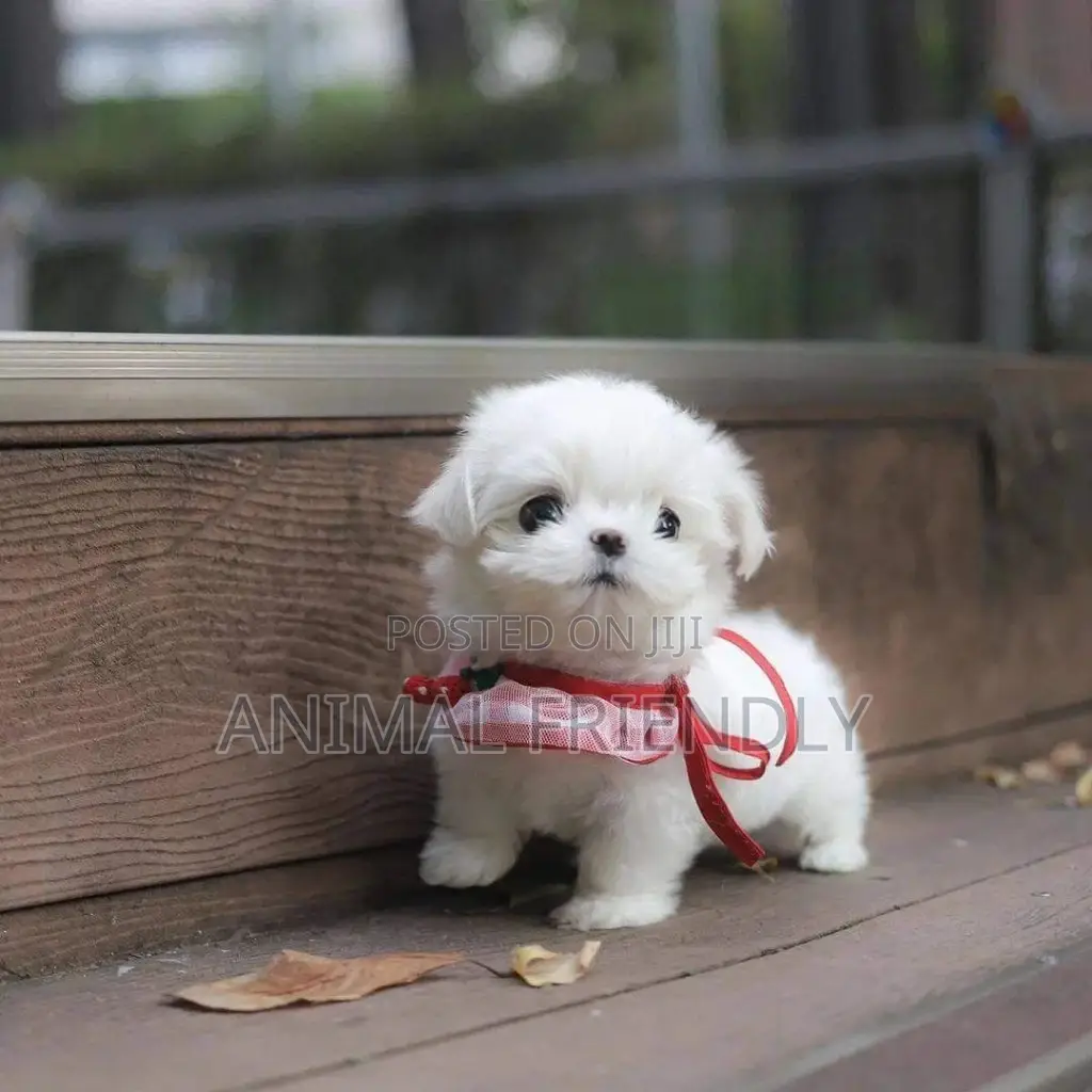 1-3 months Male Purebred Poodle