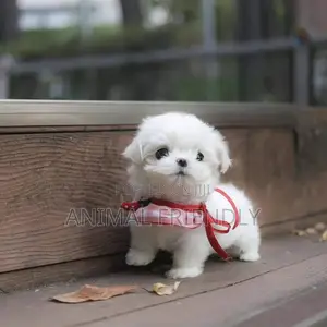 1-3 months Male Purebred Poodle