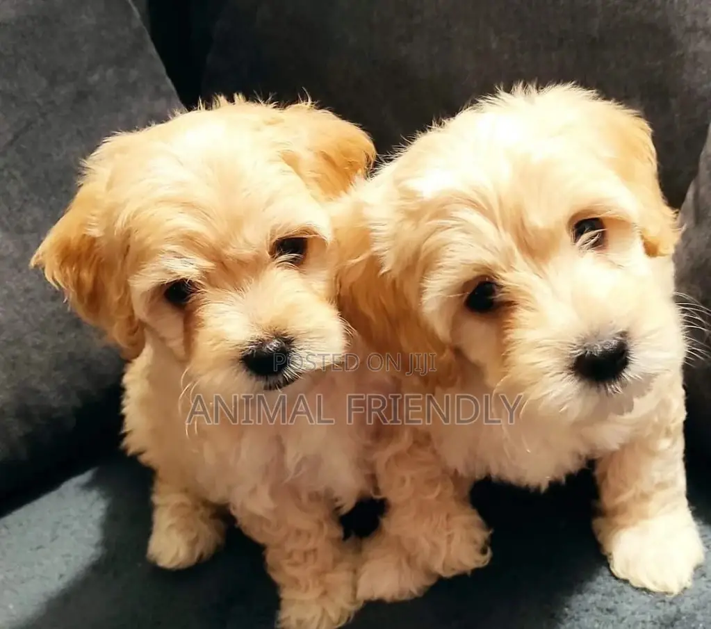 1-3 months Male Purebred Poodle