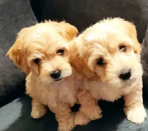 1-3 months Male Purebred Poodle