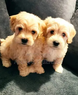 1-3 months Male Purebred Poodle