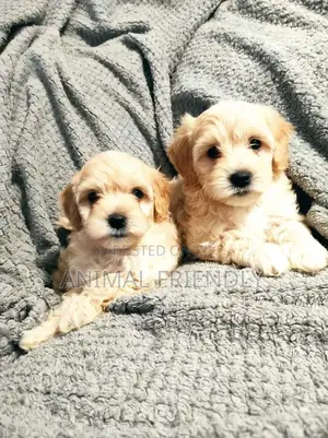 1-3 months Female Purebred Poodle