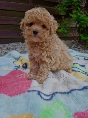 1-3 months Female Purebred Poodle