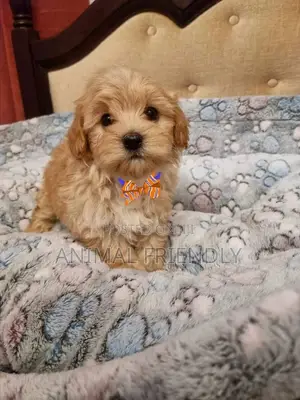 1-3 months Male Purebred Poodle