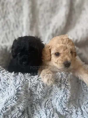 1-3 months Male Purebred Poodle
