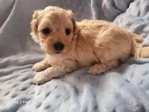 1-3 months Female Purebred Poodle